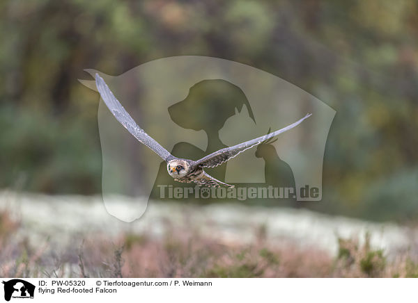 flying Red-footed Falcon / PW-05320