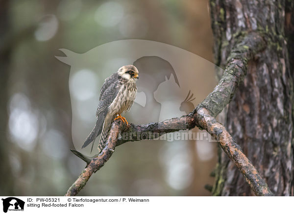 sitting Red-footed Falcon / PW-05321