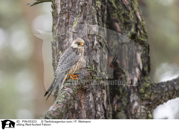sitting Red-footed Falcon / PW-05323