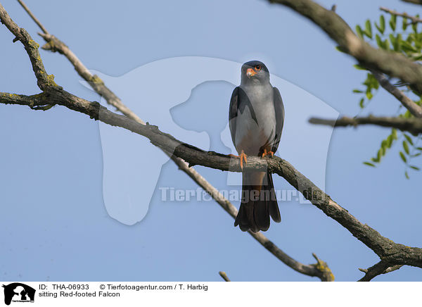 sitting Red-footed Falcon / THA-06933