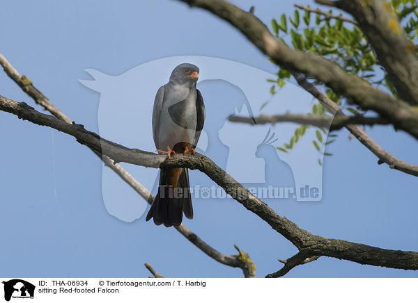 sitting Red-footed Falcon / THA-06934
