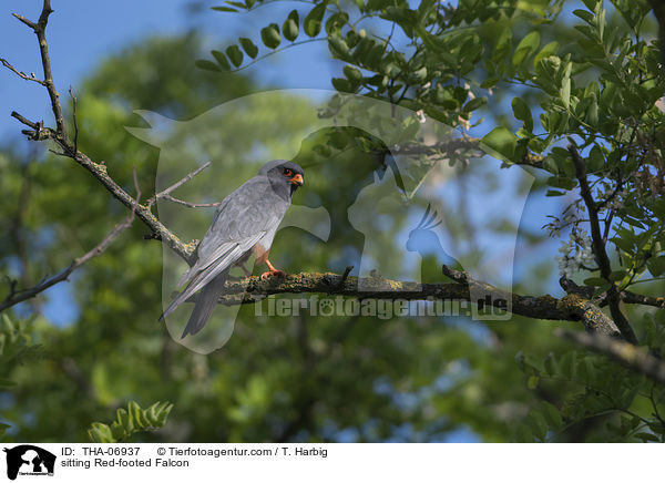 sitting Red-footed Falcon / THA-06937