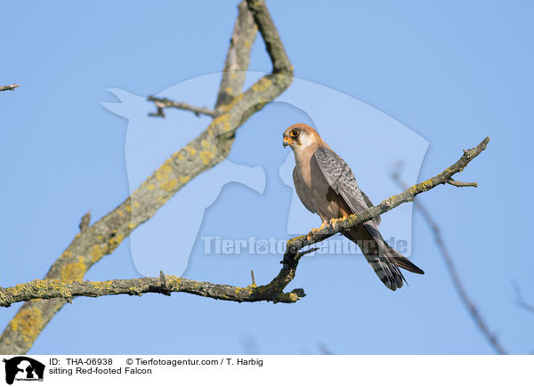sitting Red-footed Falcon / THA-06938