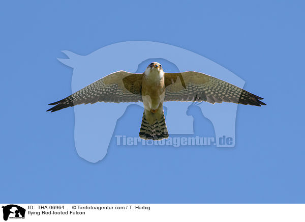flying Red-footed Falcon / THA-06964