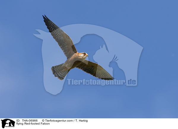 fliegender Rotfufalke / flying Red-footed Falcon / THA-06966