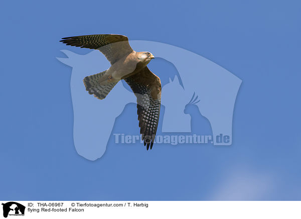 flying Red-footed Falcon / THA-06967