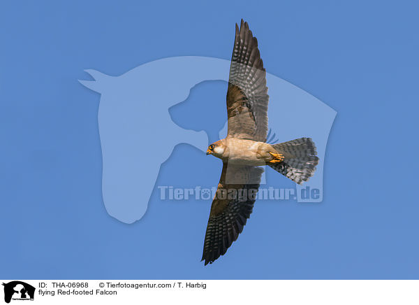 flying Red-footed Falcon / THA-06968