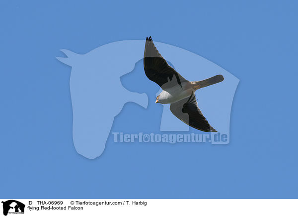flying Red-footed Falcon / THA-06969