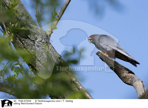 sitting Red-footed Falcon / THA-07004