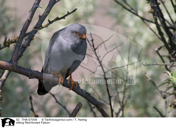 sitting Red-footed Falcon / THA-07006