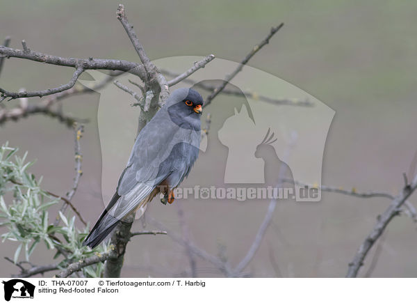 sitting Red-footed Falcon / THA-07007