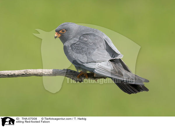 sitzender Rotfufalke / sitting Red-footed Falcon / THA-07008