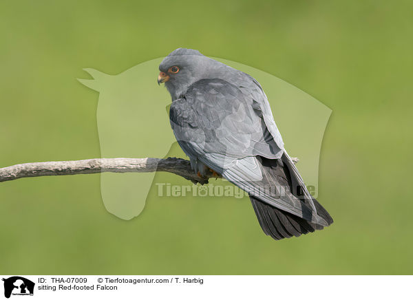 sitting Red-footed Falcon / THA-07009