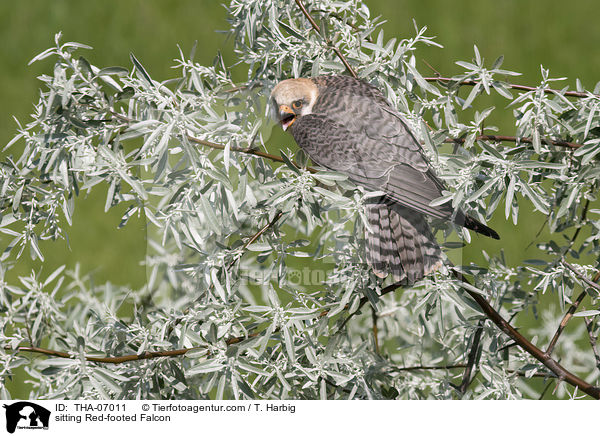 sitting Red-footed Falcon / THA-07011