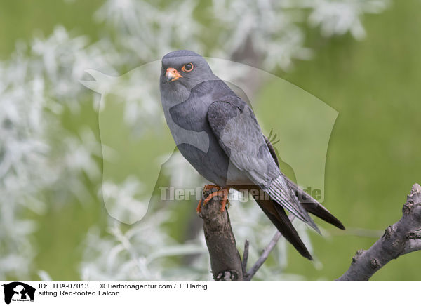 sitting Red-footed Falcon / THA-07013