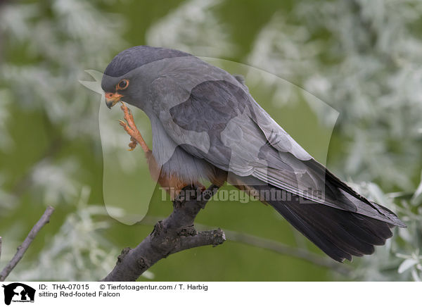 sitting Red-footed Falcon / THA-07015