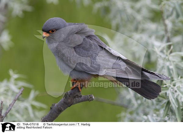sitting Red-footed Falcon / THA-07018