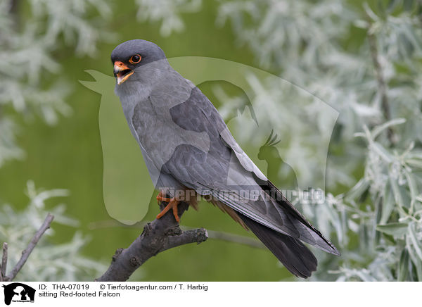 sitzender Rotfufalke / sitting Red-footed Falcon / THA-07019