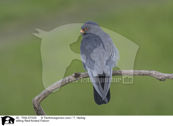 sitting Red-footed Falcon / THA-07025