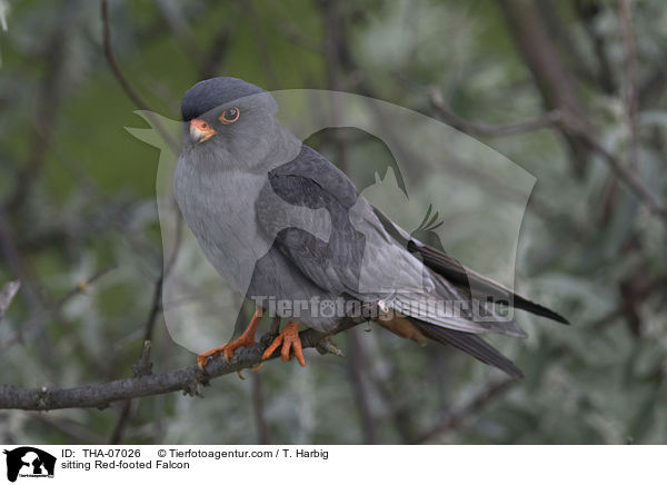 sitting Red-footed Falcon / THA-07026