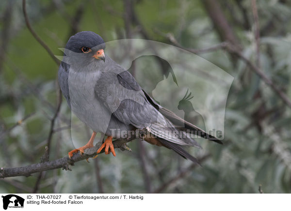 sitzender Rotfufalke / sitting Red-footed Falcon / THA-07027