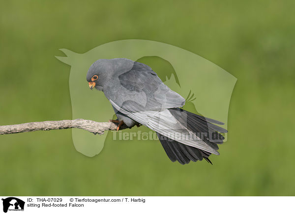 sitting Red-footed Falcon / THA-07029