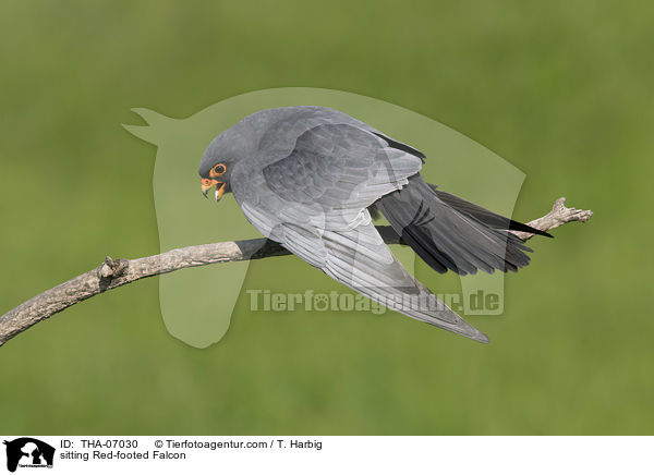 sitting Red-footed Falcon / THA-07030