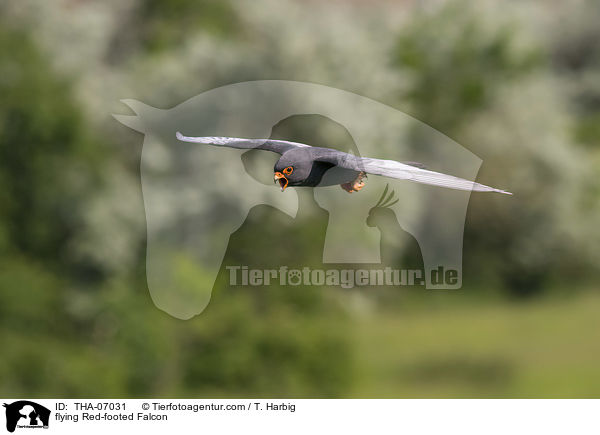 flying Red-footed Falcon / THA-07031