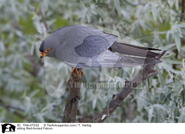 sitting Red-footed Falcon / THA-07032