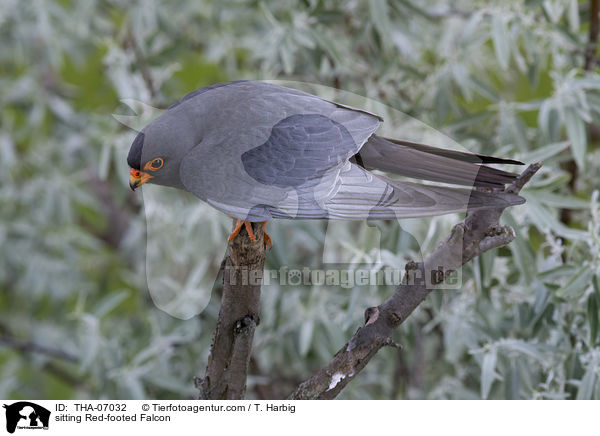 sitzender Rotfufalke / sitting Red-footed Falcon / THA-07032