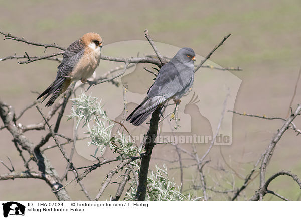 sitting Red-footed Falcon / THA-07034