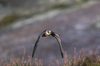 flying Red-footed Falcon