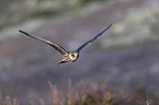 flying Red-footed Falcon