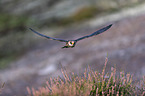 flying Red-footed Falcon