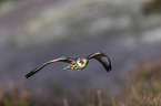 flying Red-footed Falcon