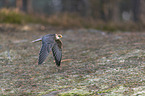 flying Red-footed Falcon