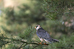 sitting Red-footed Falcon