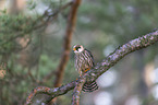 sitting Red-footed Falcon