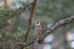 sitting Red-footed Falcon