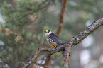 sitting Red-footed Falcon