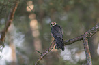 sitting Red-footed Falcon