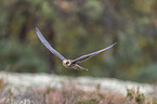 flying Red-footed Falcon