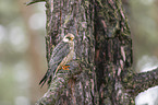 sitting Red-footed Falcon