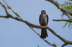 sitting Red-footed Falcon