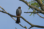 sitting Red-footed Falcon