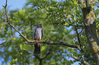 sitting Red-footed Falcon