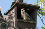 sitting Red-footed Falcon