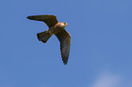 flying Red-footed Falcon