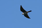 flying Red-footed Falcon