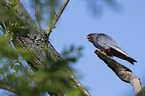 sitting Red-footed Falcon